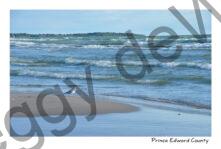 North Beach Park Seagull #4739