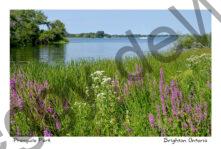 Presquile Flowers Boat #4770