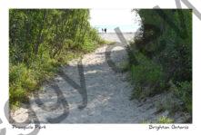 Presquile Lane Through Bush #4771