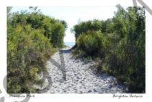 Presquile Path Footprints #4775