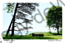 Presquile Pine Tree #4741