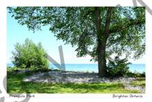 Presquile Shade Tree #4742