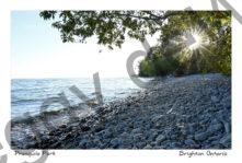 Presquile Shore Tree Sunburst #4778