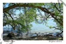 Presquile Shore Willow Tree #4743