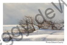 Sandbanks Road Scene Winter #4747