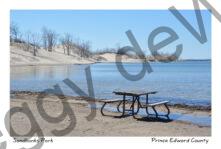 Sandbanks Spring Dunes #4749