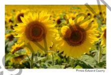 Sunflower Twins #4754