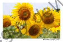 Sunflowers Dancing #4755