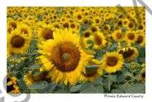 Sunflowers Field Full #4756