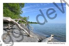 Wellers Bay Pebbles #4757