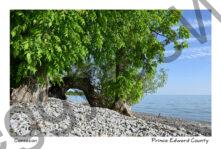 Wellers Bay Willow Pebbles #4758