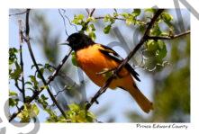 Bird Baltimore Oriole #4824