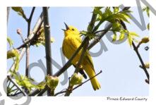 Bird Yellow Warbler #4816