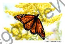 Butterfly Monarch Goldenrod #4837