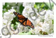 Butterfly Monarch Lilacs #4825