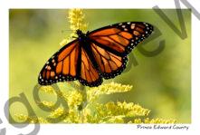 Butterfly Monarch SPP #4836