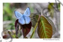 Butterfly Silvery Blue #4826