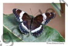 Butterfly White Admiral #4838