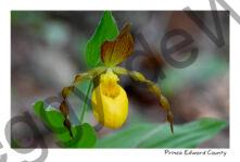 Flower Lady Slipper SPP #4827