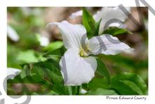 Flower White Trillium SPP #4822