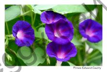 Flowers Morning Glories Beautiful #4842