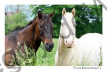 Horses Posing #4811