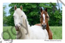 Horses White and Brown #4812