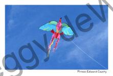 Kite Flying #4847