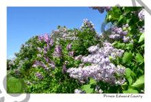 Lilacs Bushes Spring #4817