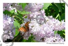 Lilacs Butterfly #4818