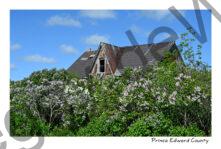 Lilacs Old House #4819