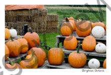 Pumpkin Stand #4851