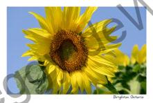 Sunflower Beautiful #4852