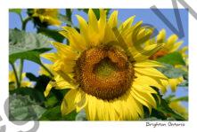 Sunflower Brighton #4853