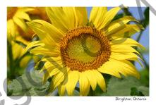 Sunflower Field Brighton #4854