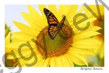 Sunflower Monarch #4856