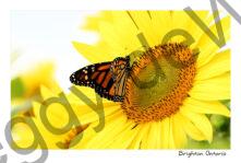 Sunflower Monarch Butterfly #4857