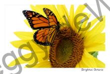 Sunflower Monarch Closeup #4855