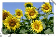 Sunflowers Blooming #4858