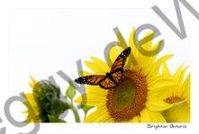 Sunflowers Monarch Scene #4859