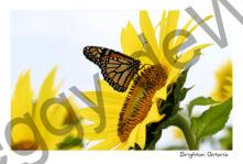 Sunflowers Monarch Sideview #4860